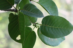 Ficus dalhousiae